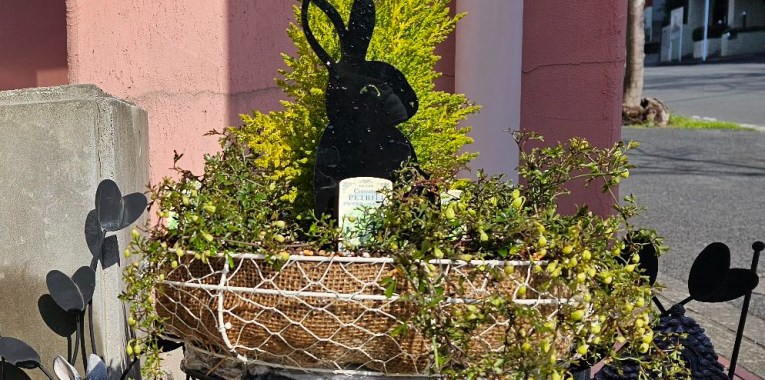 可愛動物病院のガーデン　2024早春の植え替え