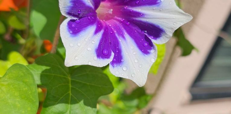 可愛動物病院の花壇のメンテナンス