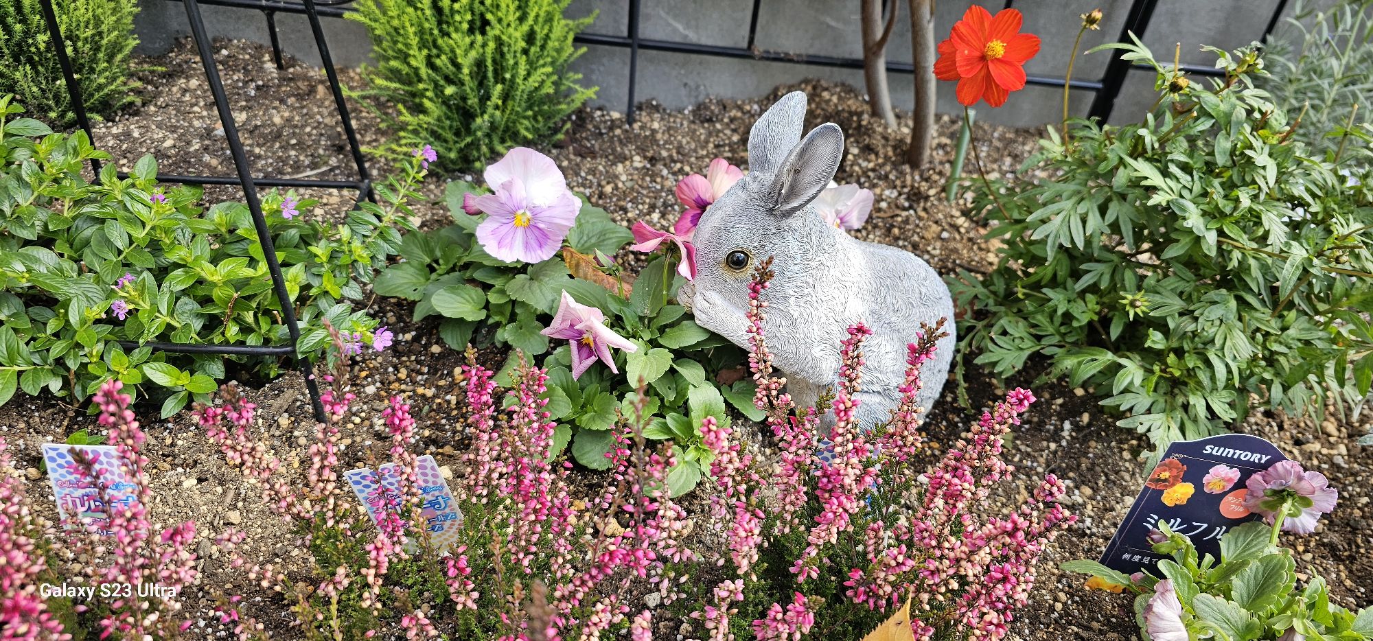 可愛動物病院の花壇　お花植え替え秋冬編